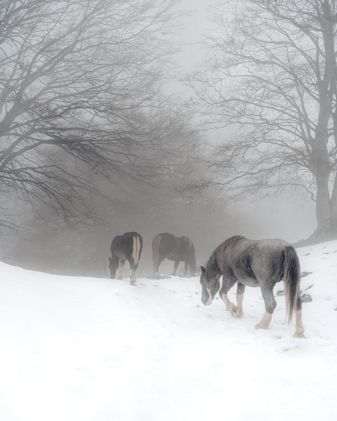 Cavalli Nella Neve